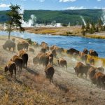 Apa Saja Kegiatan yang Bisa Dilakukan di Taman Nasional Yellowstone