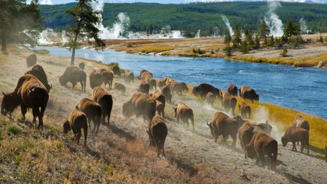 Apa Saja Kegiatan yang Bisa Dilakukan di Taman Nasional Yellowstone